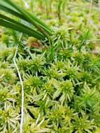 Sphagnum riparium Ångström 1864的圖片