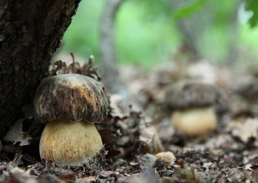 Sivun Boletus aereus Bull. 1789 kuva