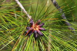 Image of Slash Pine