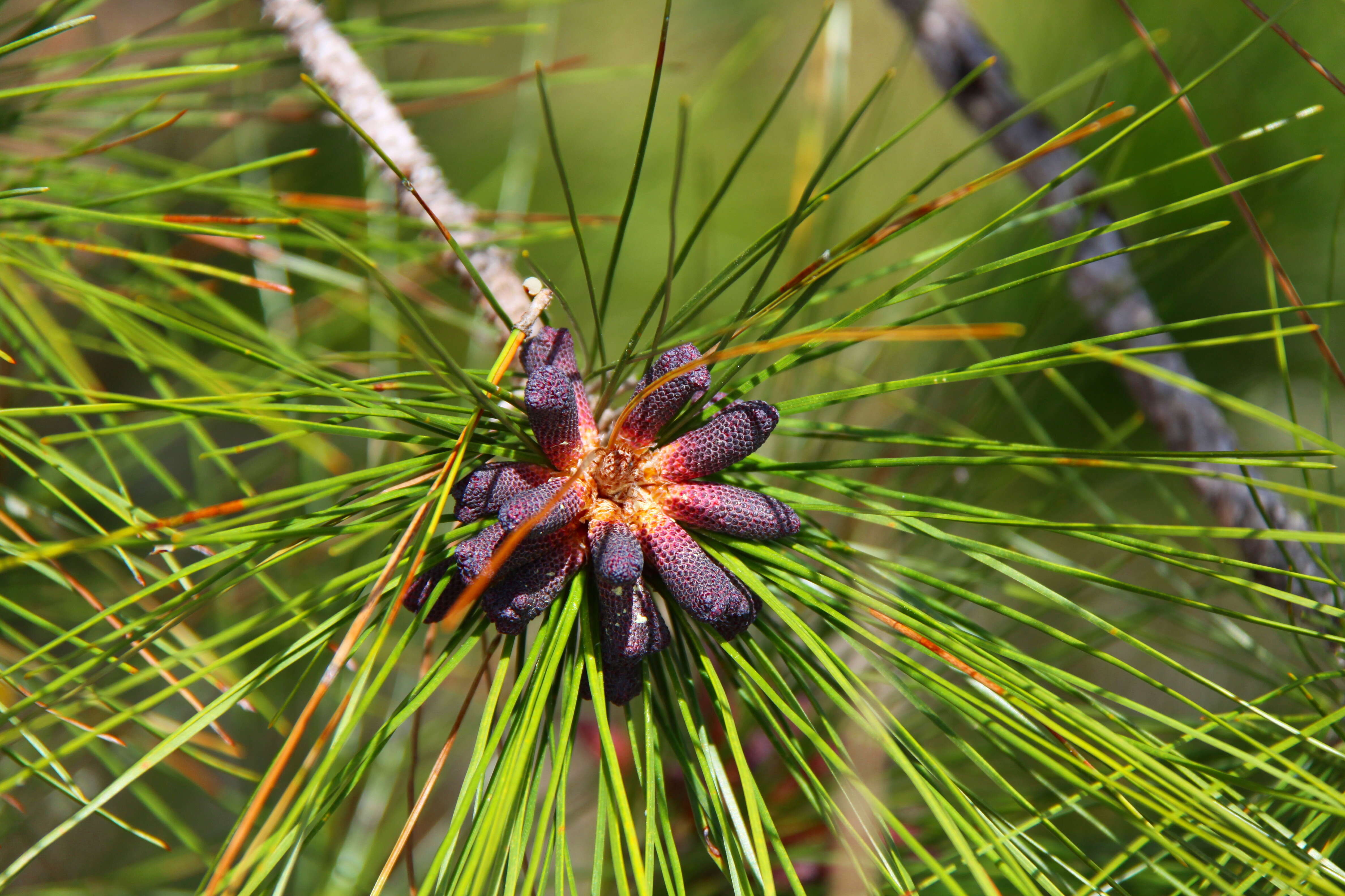 Image of Slash Pine