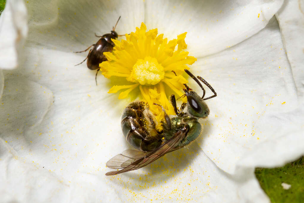 Image of Lasioglossum collopiense (Pérez 1903)