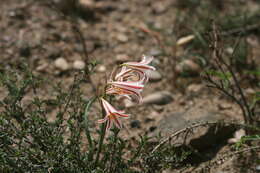 Image of Cyrtanthus helictus Lehm.