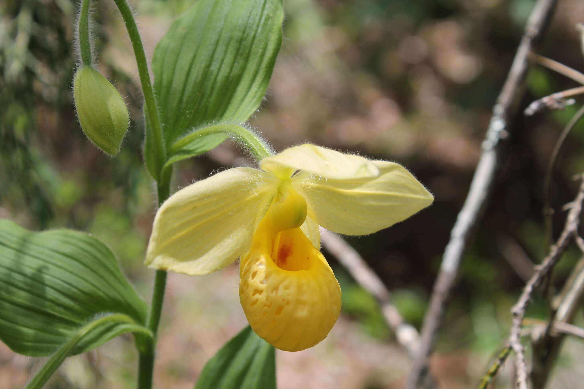 Sivun Cypripedium molle Lindl. kuva