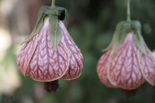 Image of Painted indian mallow