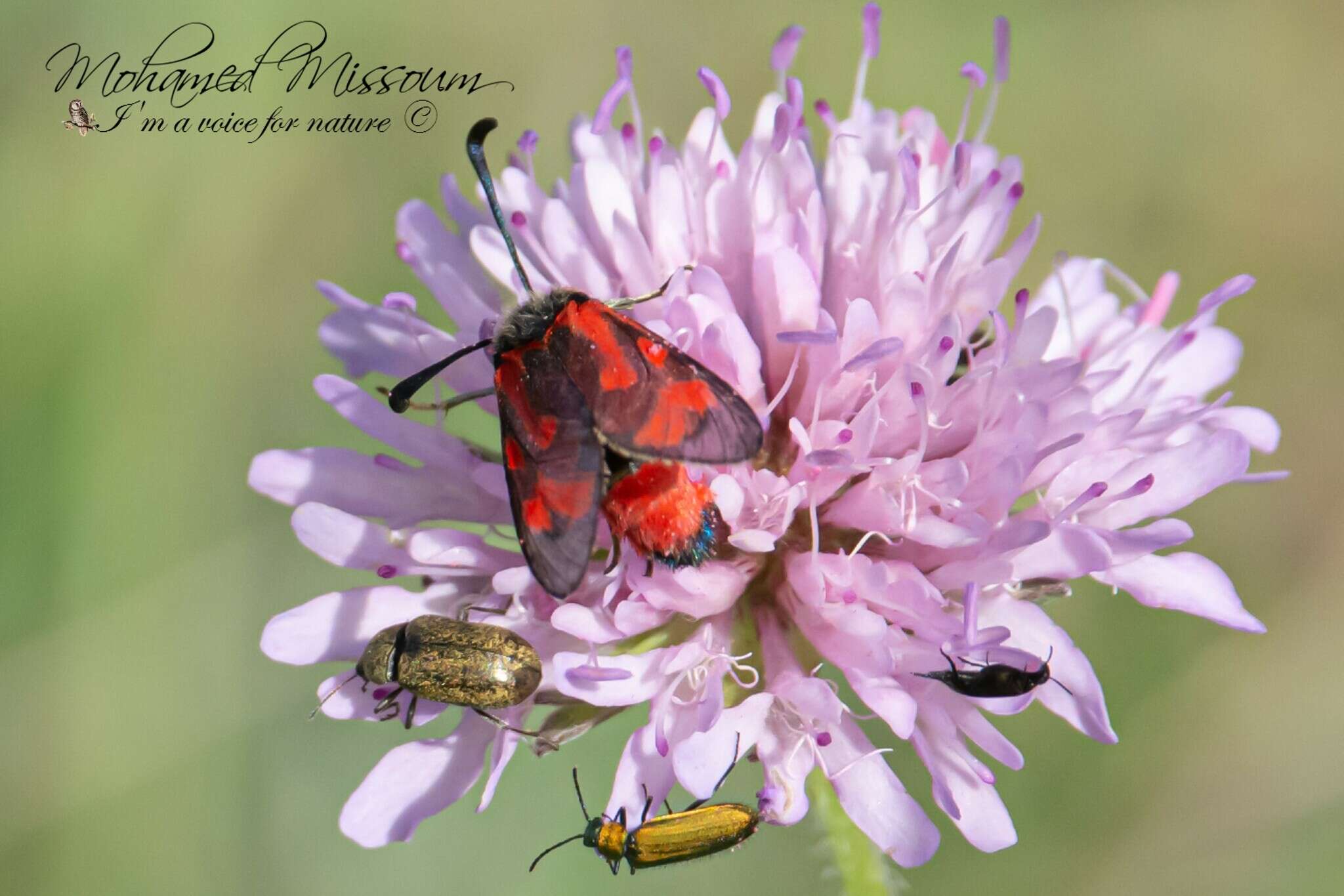 Image of Zygaena favonia Freyer 1845