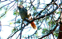 Image of Siberian Jay