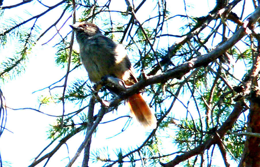 Image of Siberian Jay