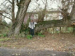 Image of Black Poplar