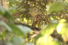 Plancia ëd Piranga erythrocephala (Swainson 1827)