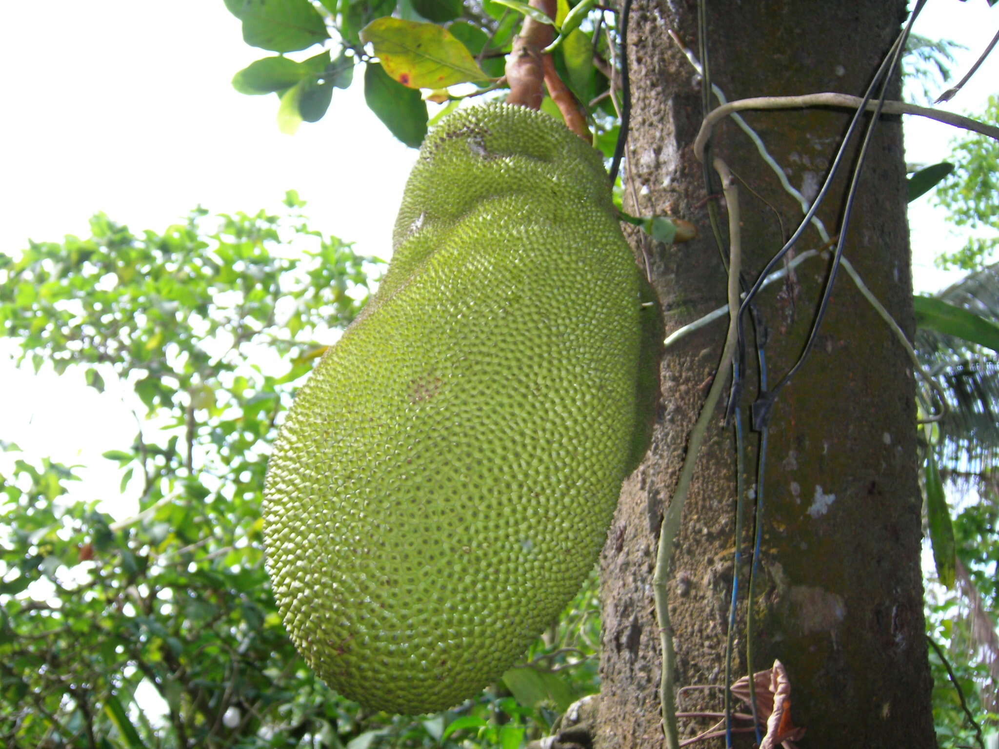 Image of jackfruit