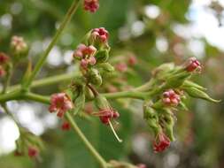 Image of cashew