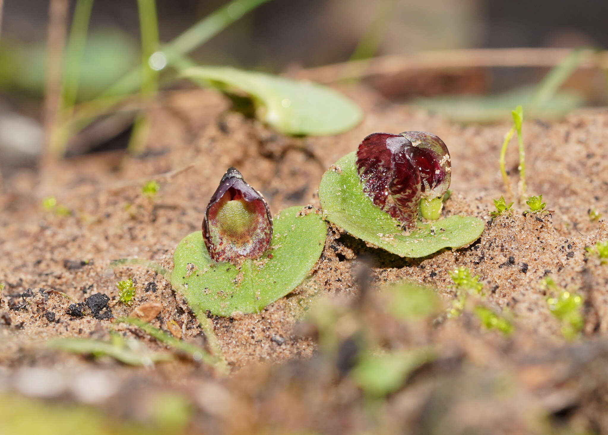 Image of Tiny helmet orchid