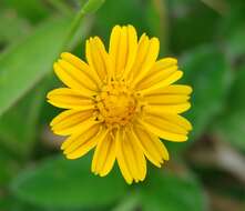 Image of Bay Biscayne creeping-oxeye