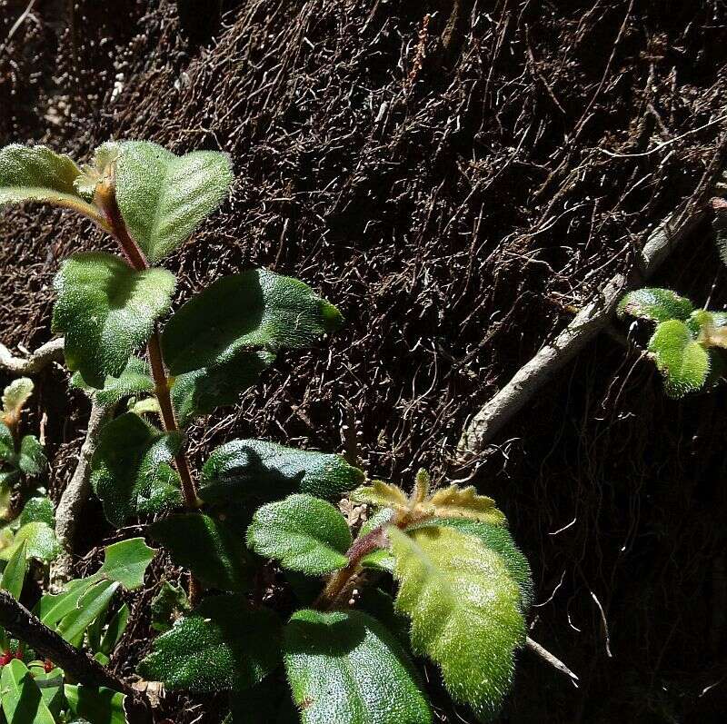 Imagem de Fieldia australis A. Cunn.