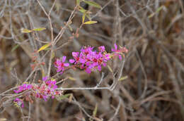 Koehneria madagascariensis (Baker) S. A. Graham, H. Tobe & P. Baas的圖片