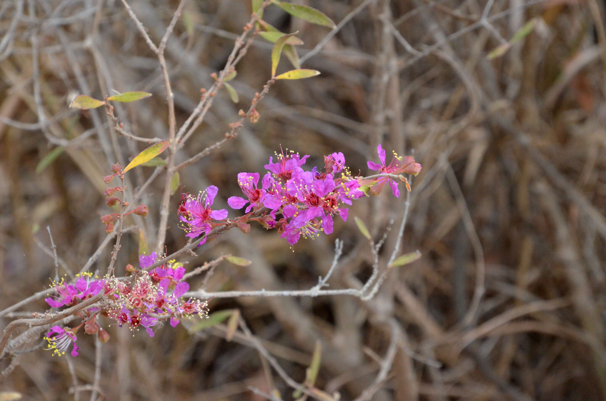 Koehneria madagascariensis (Baker) S. A. Graham, H. Tobe & P. Baas的圖片