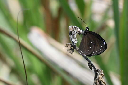 Sivun Euploea tulliolus koxinga Fruhstorfer 1908 kuva