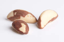 Image of brazilnut