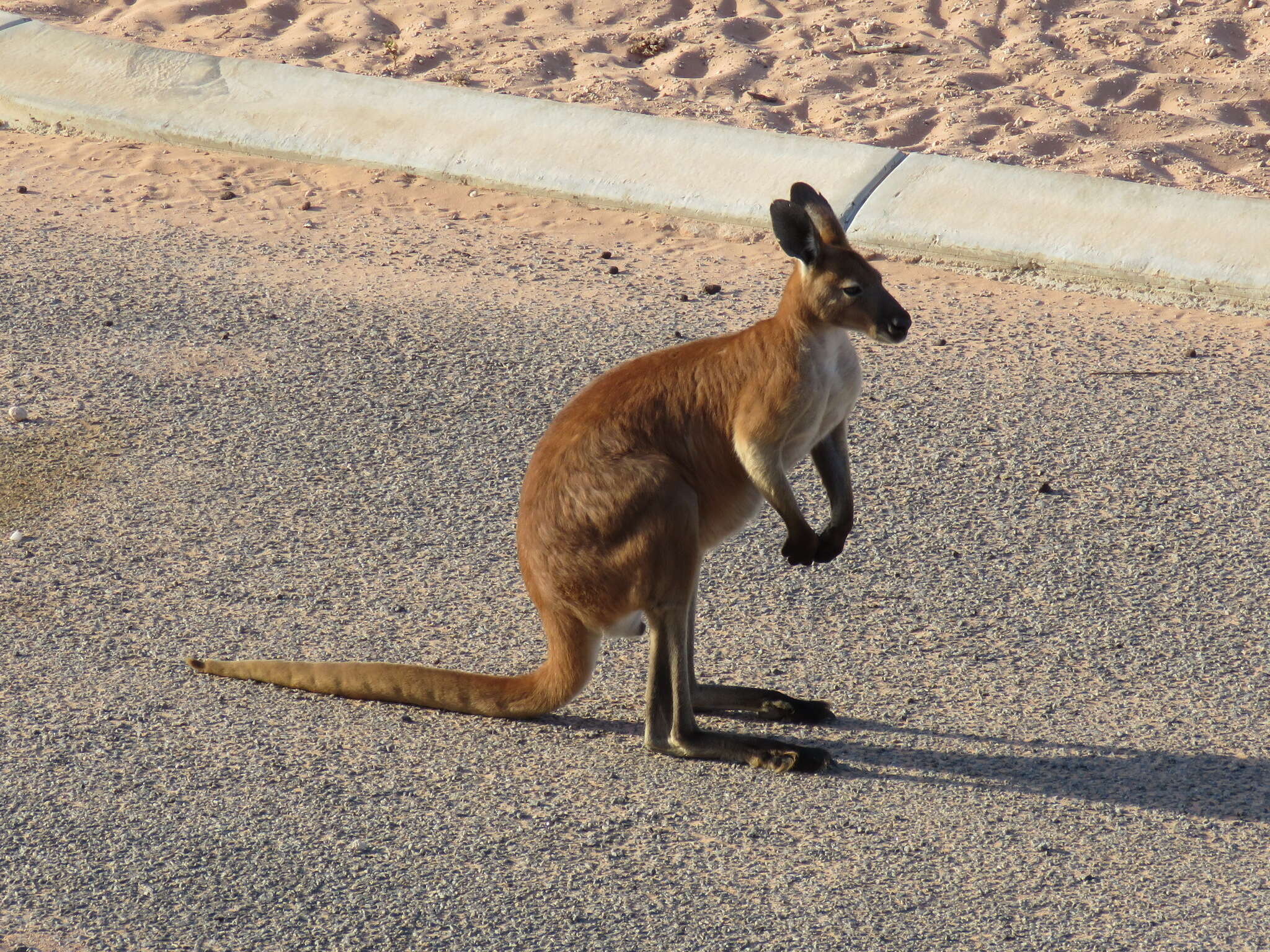 Macropus robustus erubescens Sclater 1870的圖片