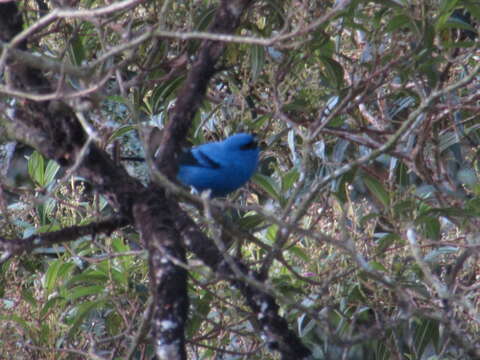 Image of Blue-and-black Tanager