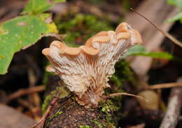 Image of Lentinellus tasmanicus R. H. Petersen 2004