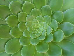 Image of Aeonium tabuliforme