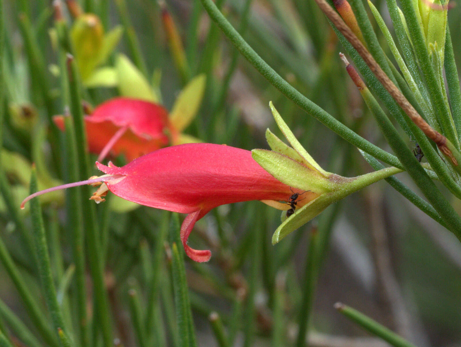 Image of Eremophila oldfieldii subsp. angustifolia (S. Moore) Chinnock