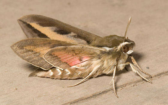 Image of Galium Sphinx