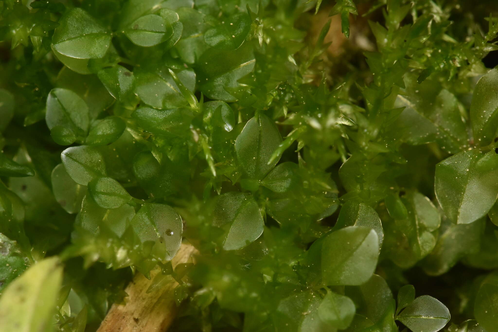 Image of grandleaf rhizomnium moss