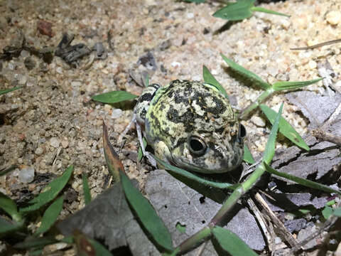 Image of Colombian Four-eyed Frog