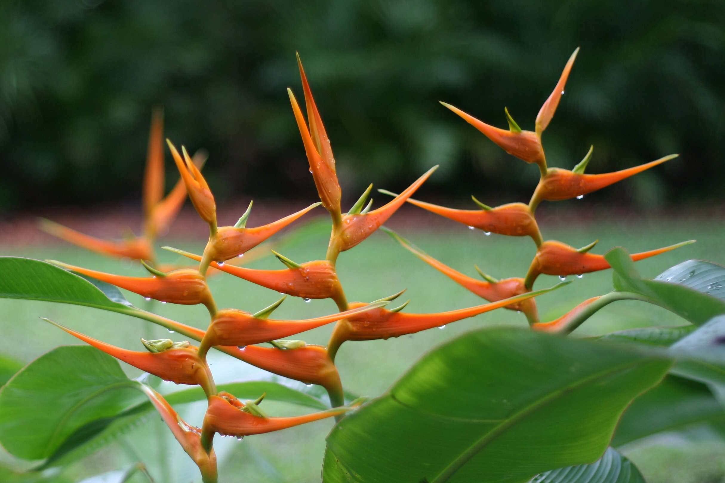 Plancia ëd Heliconia latispatha Benth.