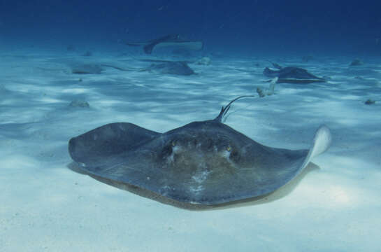 Image of Southern stingray