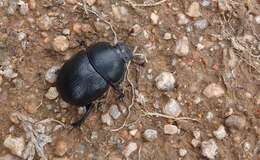 Слика од Geotrupes stercorarius (Linnaeus 1758)