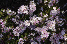 Image of Boronia citriodora subsp. citriodora