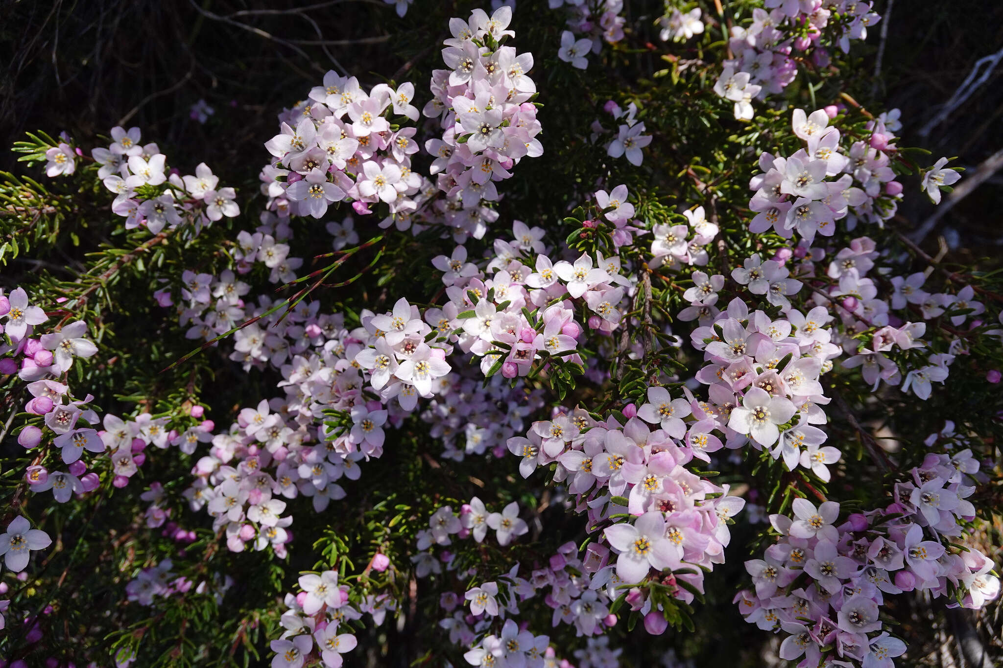 Image of Boronia citriodora subsp. citriodora