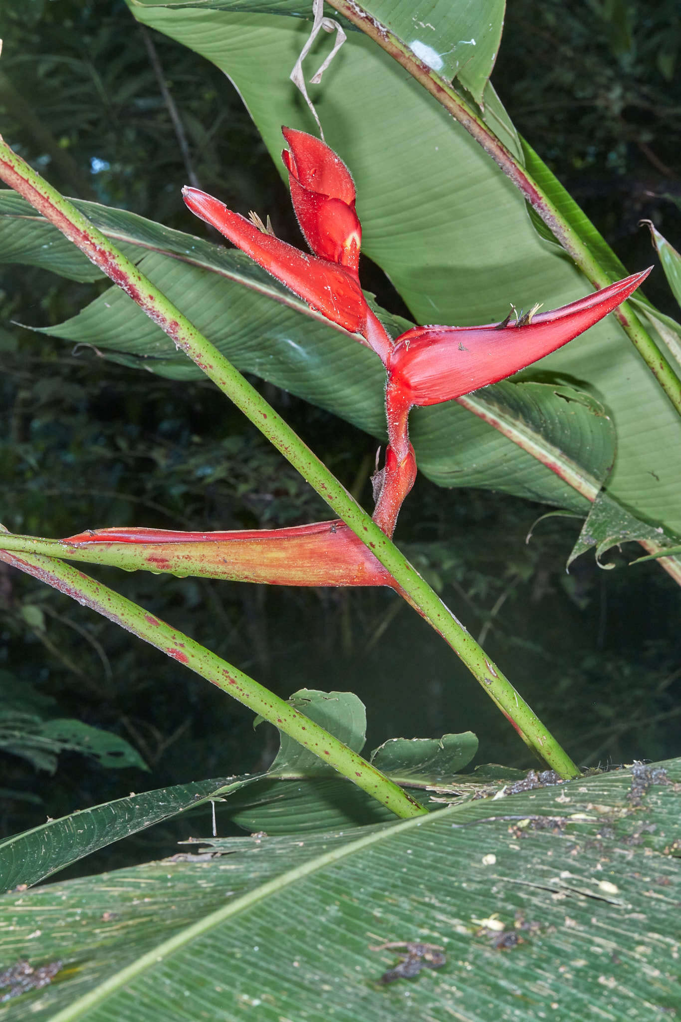 Image of Heliconia tortuosa Griggs