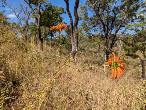 Sivun Leonotis myricifolia Iwarsson & Y. B. Harv. kuva