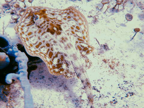 Image of Yellow Stingray