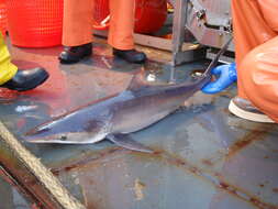 Image of Silky Shark