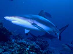 Image of Gray Reef Shark