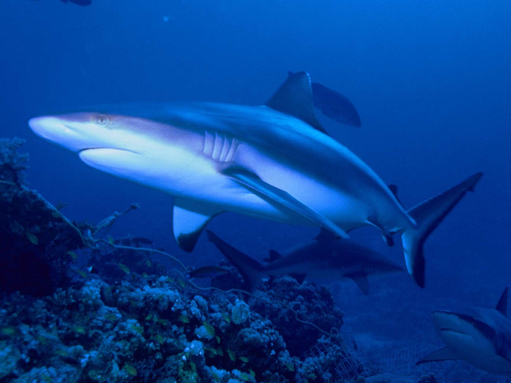 Image of Gray Reef Shark