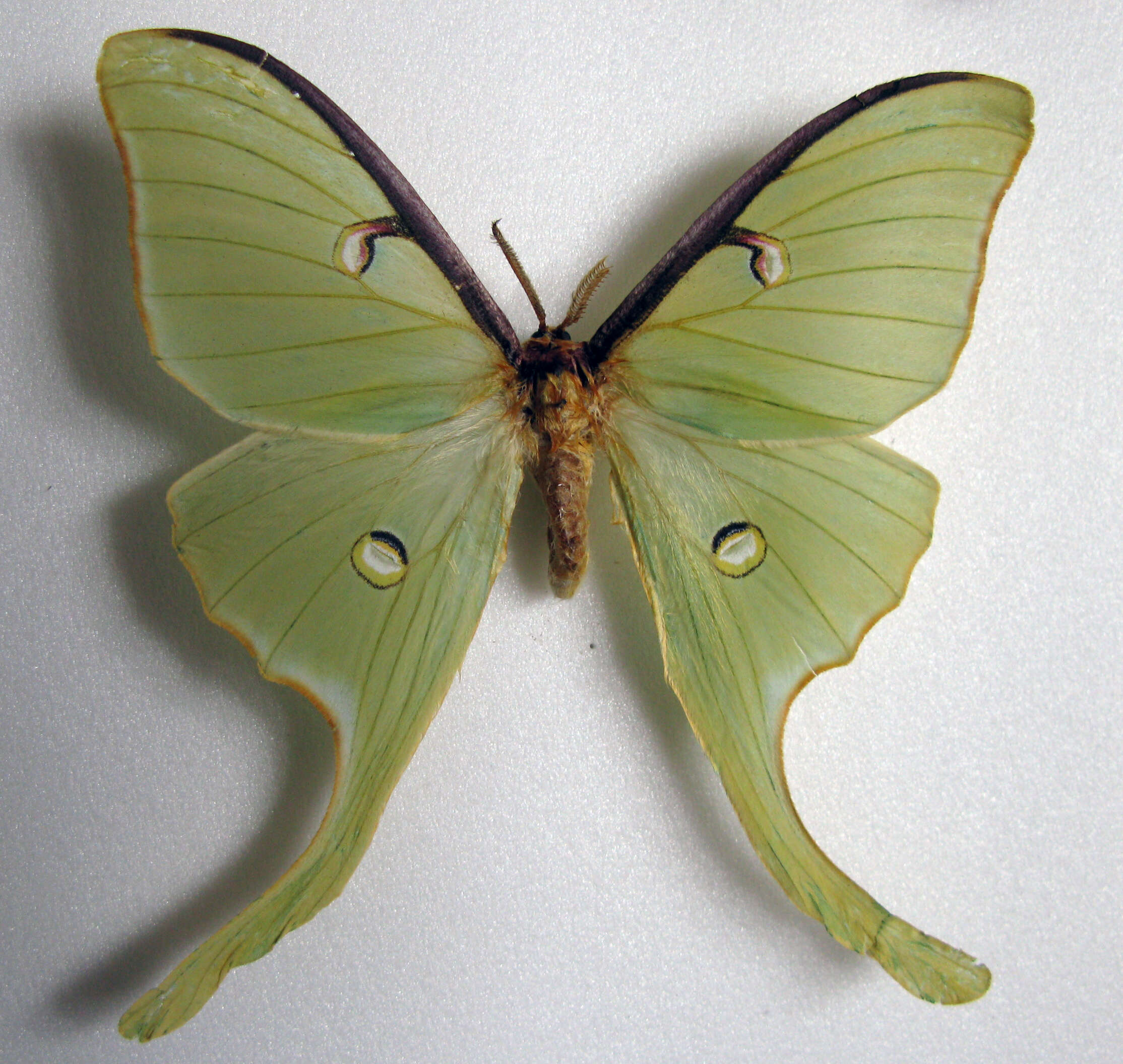 Image of Luna Moth