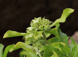 Image de Pavetta catophylla K. Schum.