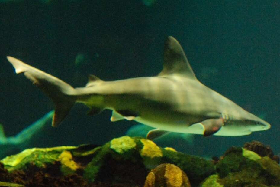 Image of Sandbar Shark