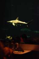 Image of Sandbar Shark