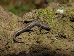 Image of Chiropterotriton miquihuanus Campbell, Streicher, Cox & Brodie 2014