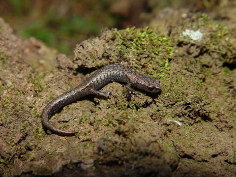 Plancia ëd Chiropterotriton miquihuanus Campbell, Streicher, Cox & Brodie 2014