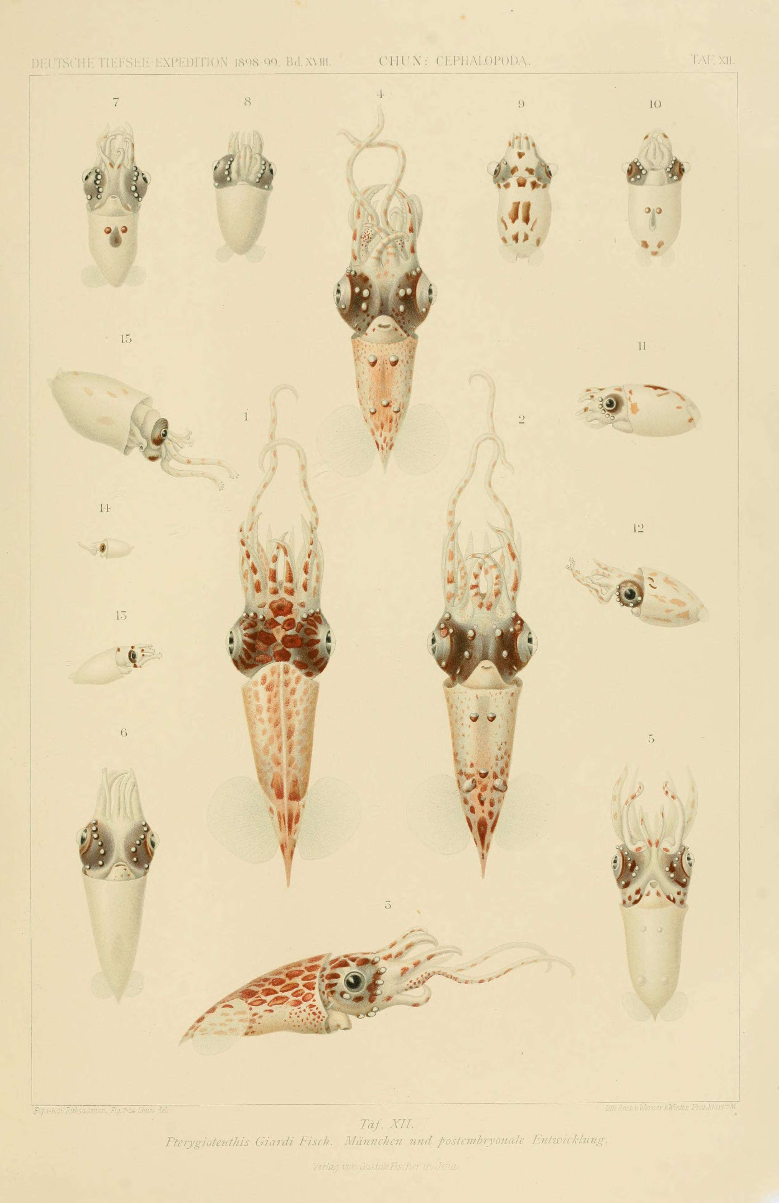 Image of roundear enope squid