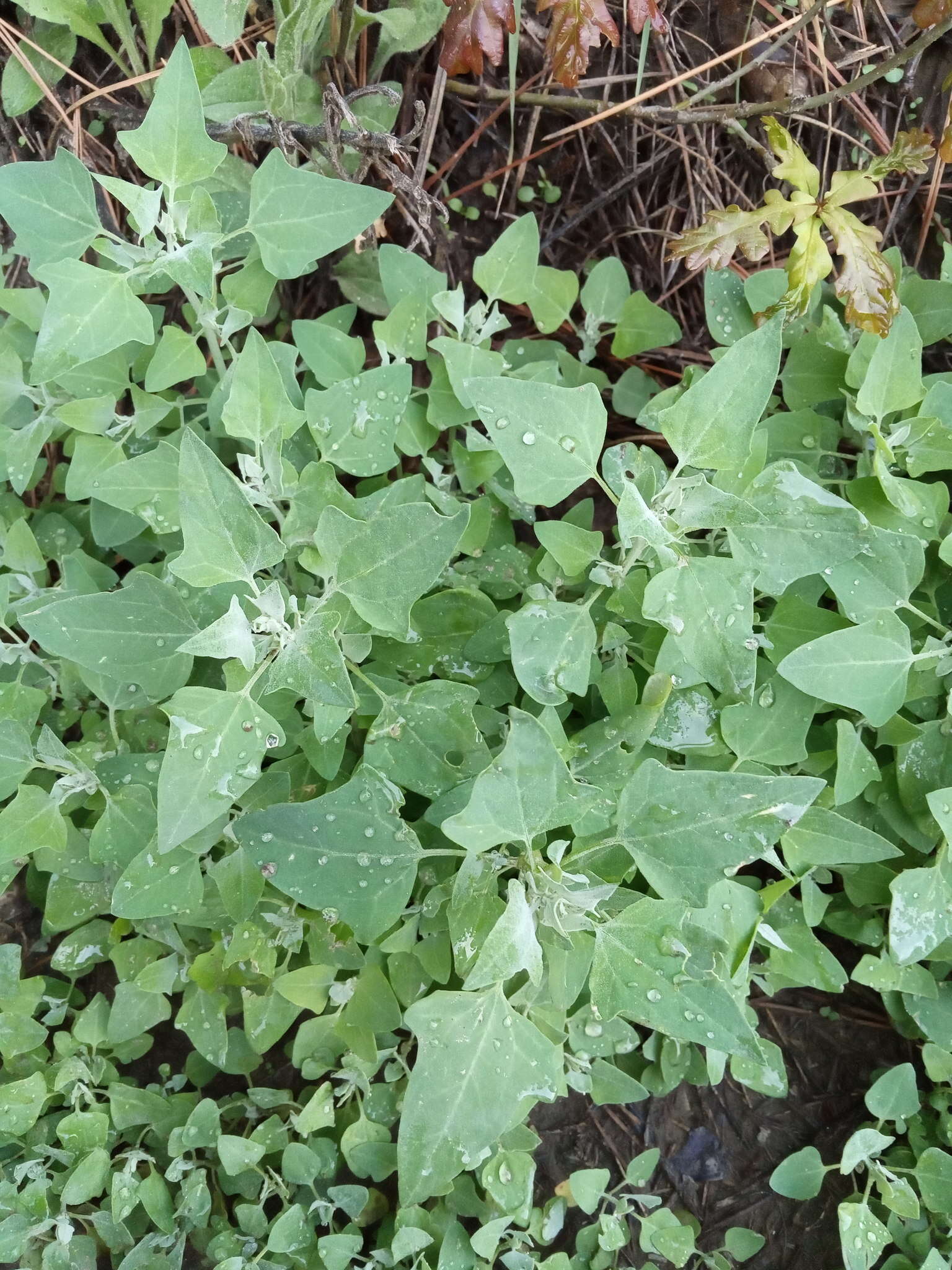 Image of Chenopodium sosnowskyi Kapeller