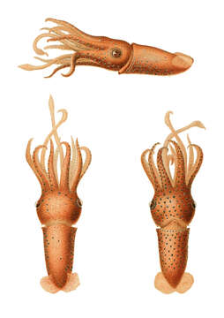 Image of jewel squid